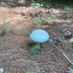 Meet your Posher, Ricky